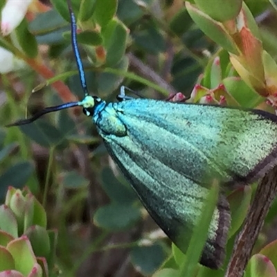 Pollanisus viridipulverulenta