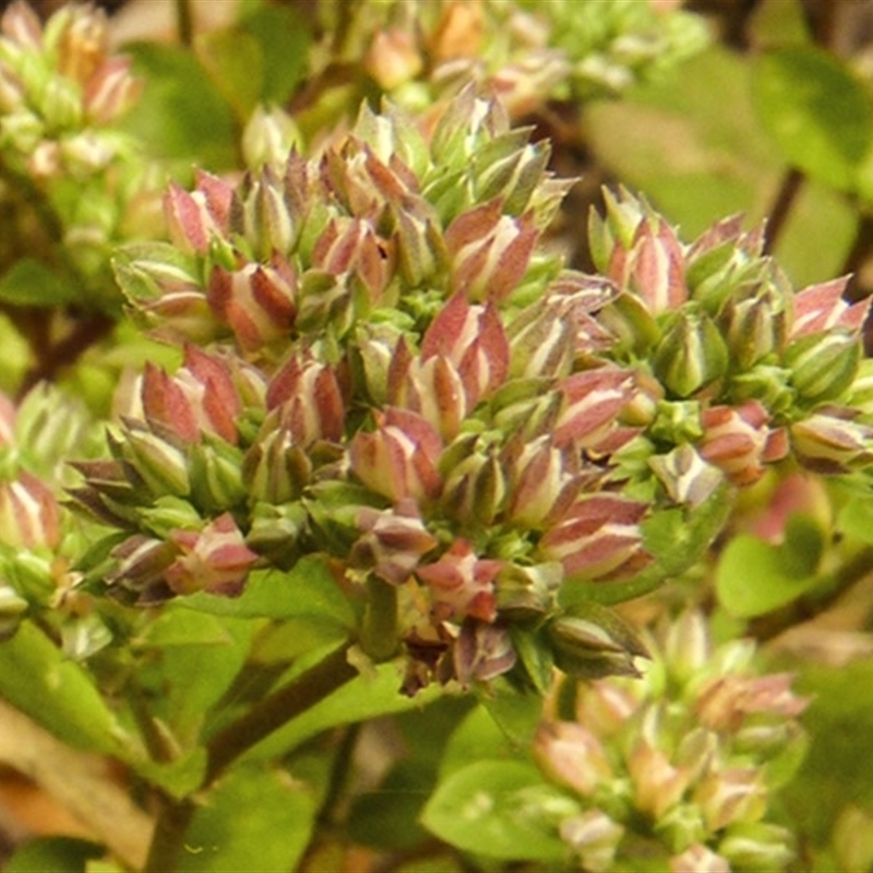 Polycarpon tetraphyllum