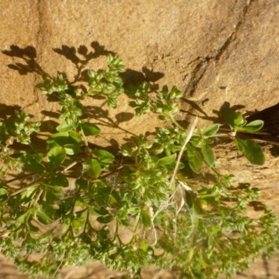 Polycarpon tetraphyllum