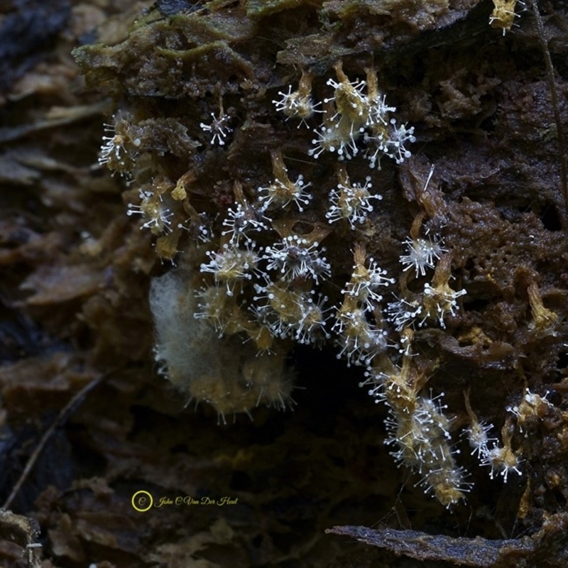 Polycephalomyces tomentosus