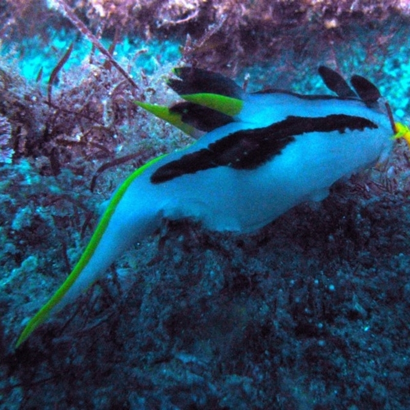 Polycera capensis