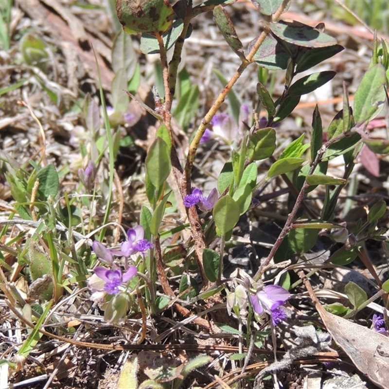 Polygala japonica