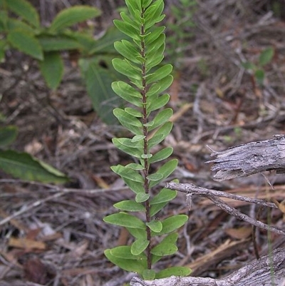 Polygala myrtifolia