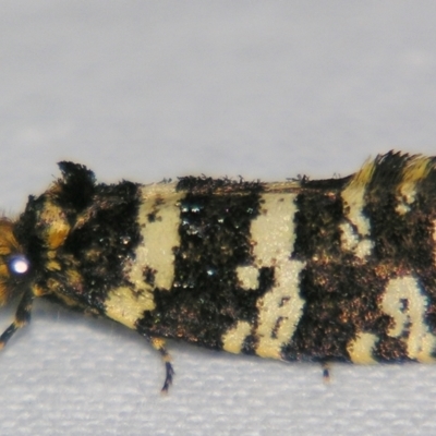 Ardiosteres moretonella