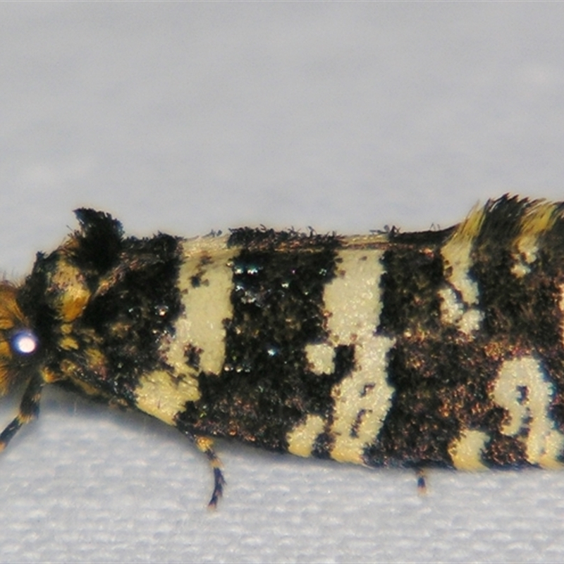 Ardiosteres moretonella