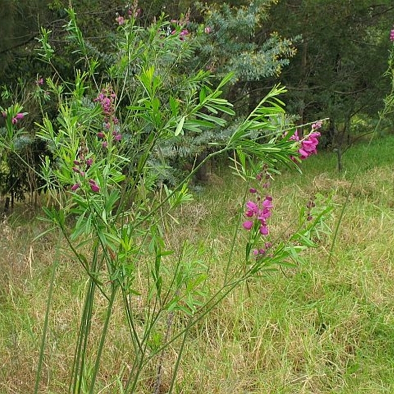 Polygala virgata