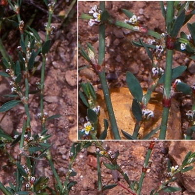 Polygonum arenastrum