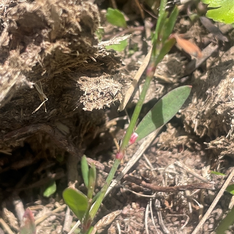 Polygonum arenastrum