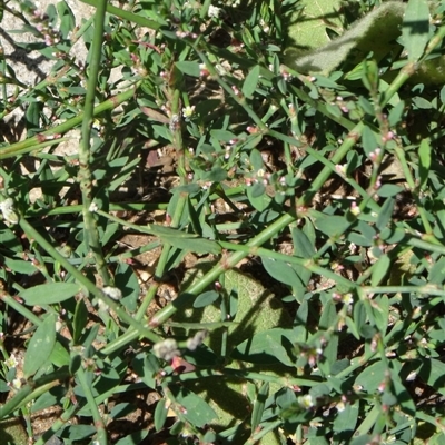 Polygonum aviculare