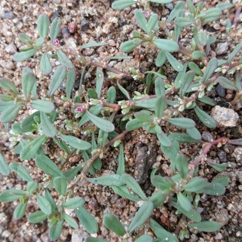 Polygonum plebeium