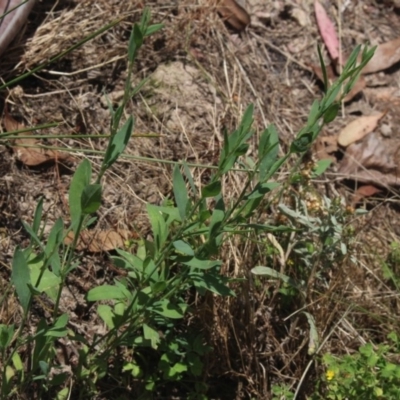 Polygonum sp.