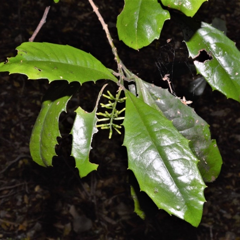 Polyosma cunninghamii