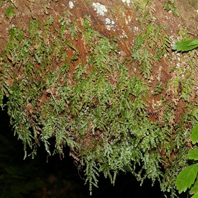 On tree fern trunk