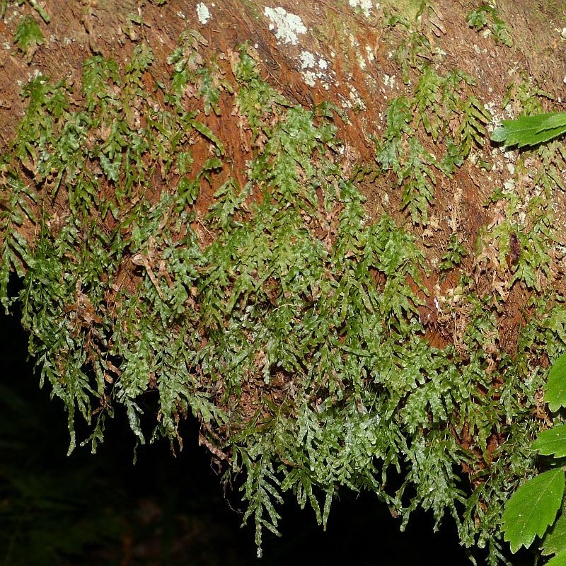 Polyphlebium venosum