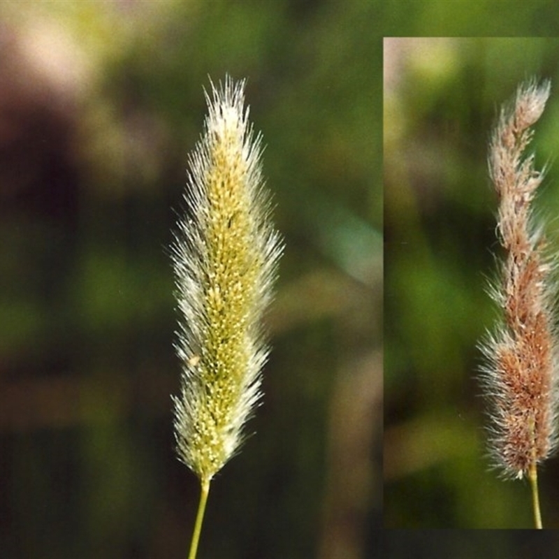 Polypogon monspeliensis