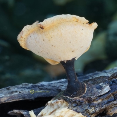 Polyporus