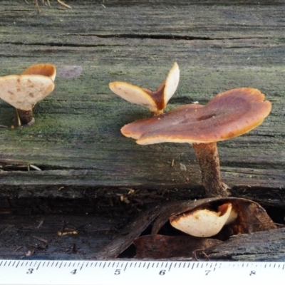 Polyporus