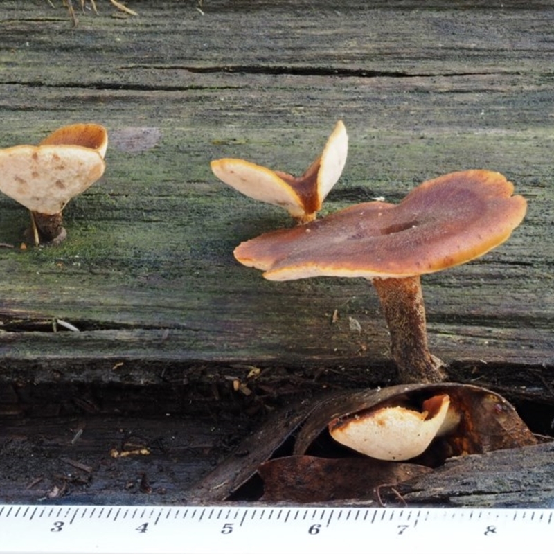 Polyporus