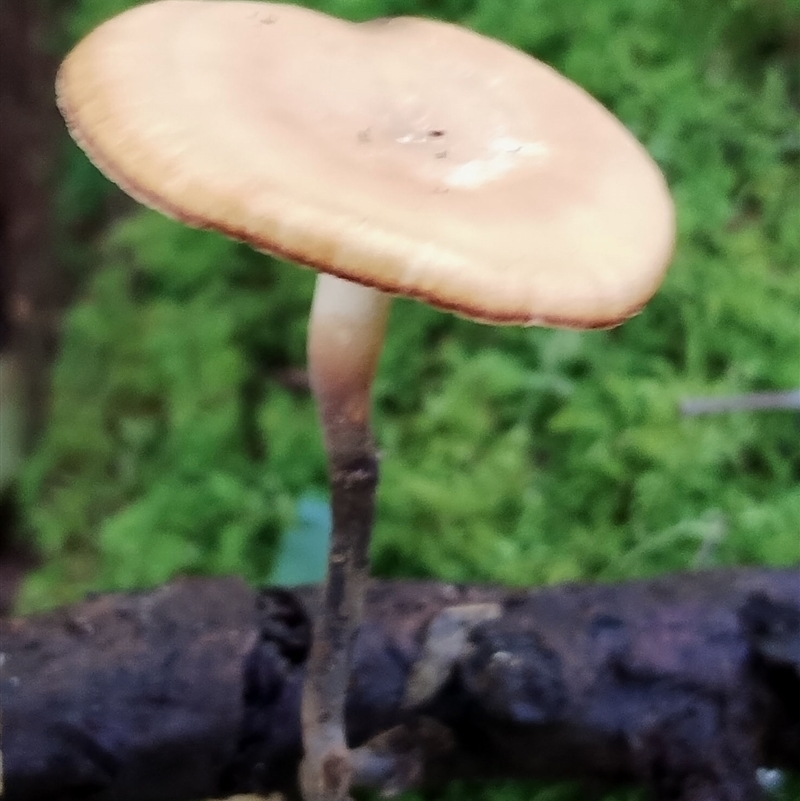 Polyporus
