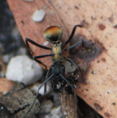 Polyrhachis ammon