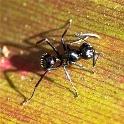 Polyrhachis australis