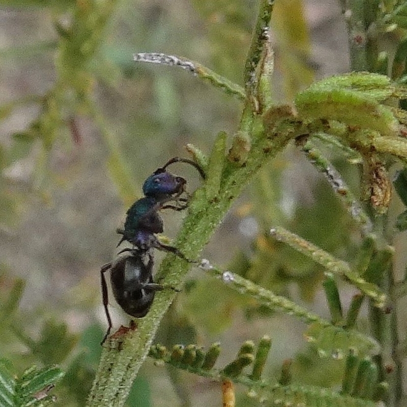 Image by Jackie Miles at Brogo Dam