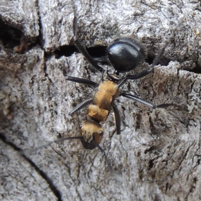 Polyrhachis semiaurata