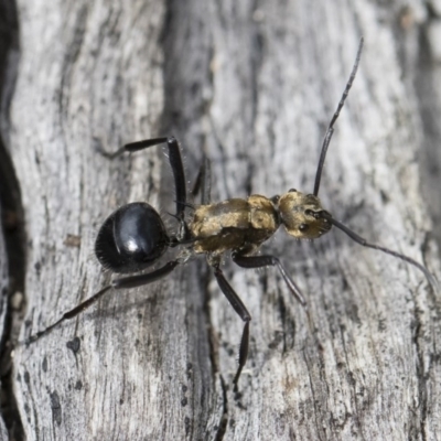 Polyrhachis semiaurata