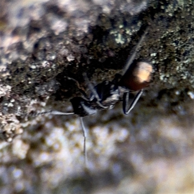 Polyrhachis sp. (genus)