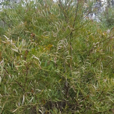 Polyscias sambucifolia