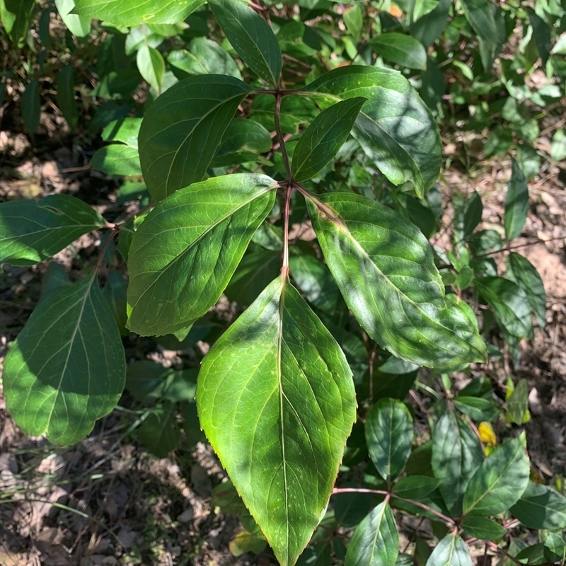 Polyscias sambucifolia