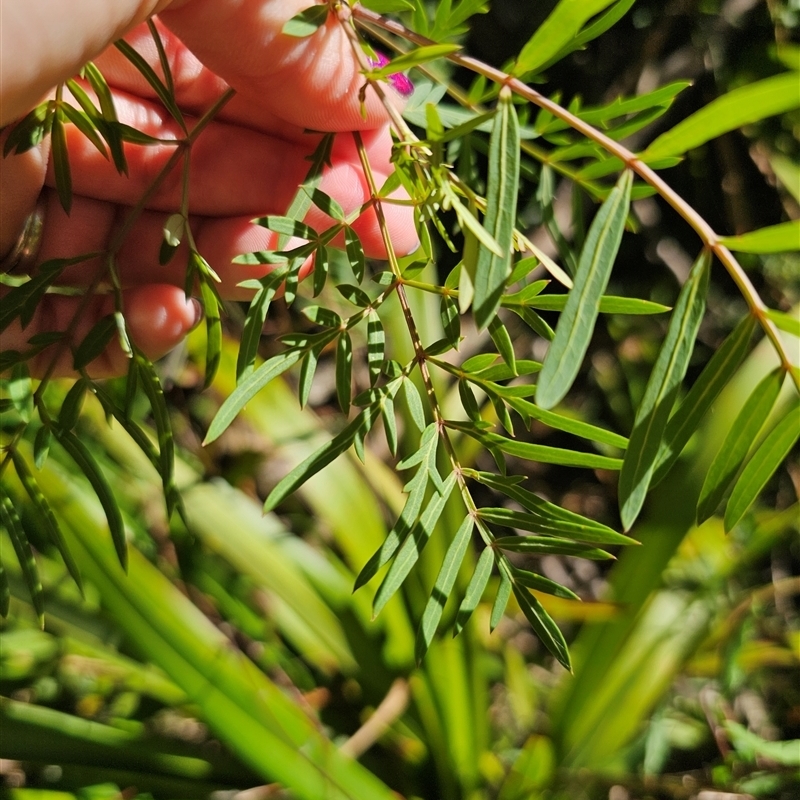 Polyscias sambucifolia subsp. Bipinnate leaves (J.H.Ross 3967) Vic. Herbarium