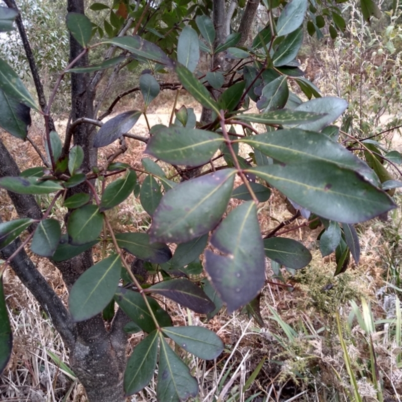 Polyscias sambucifolia subsp. decomposita