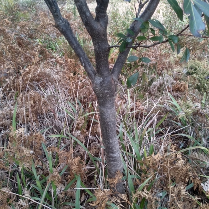 Polyscias sambucifolia subsp. decomposita