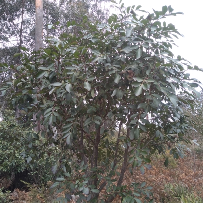 Polyscias sambucifolia subsp. decomposita