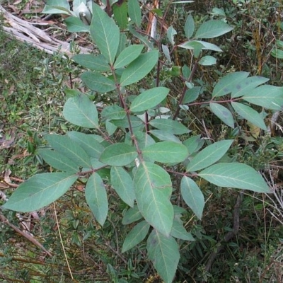 Polyscias sambucifolia subsp. Long leaflets (P.G.Neish 208) Vic. Herbarium