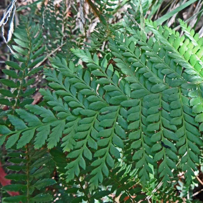 Polystichum proliferum