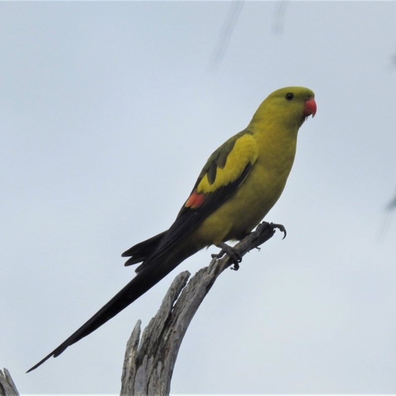 Polytelis anthopeplus monarchoides