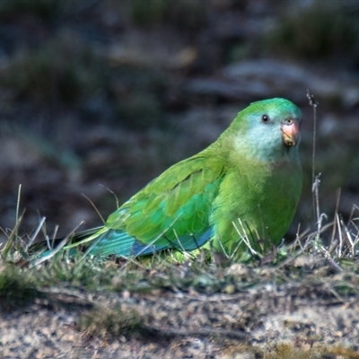 Female