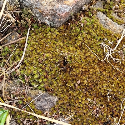 Polytrichaceae sp. (family)