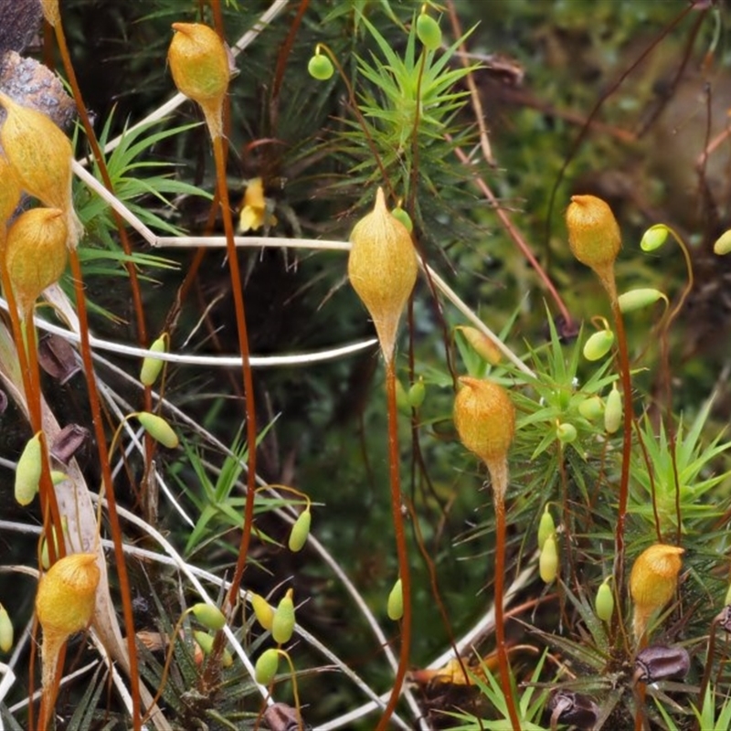 Polytrichum