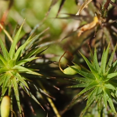 Polytrichum