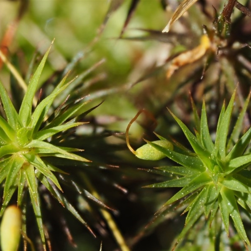 Polytrichum