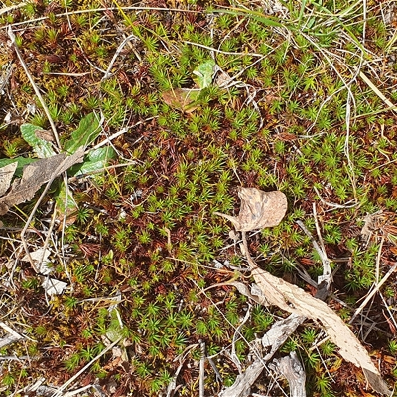 Polytrichum