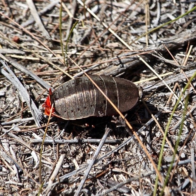 Polyzosteria aenea