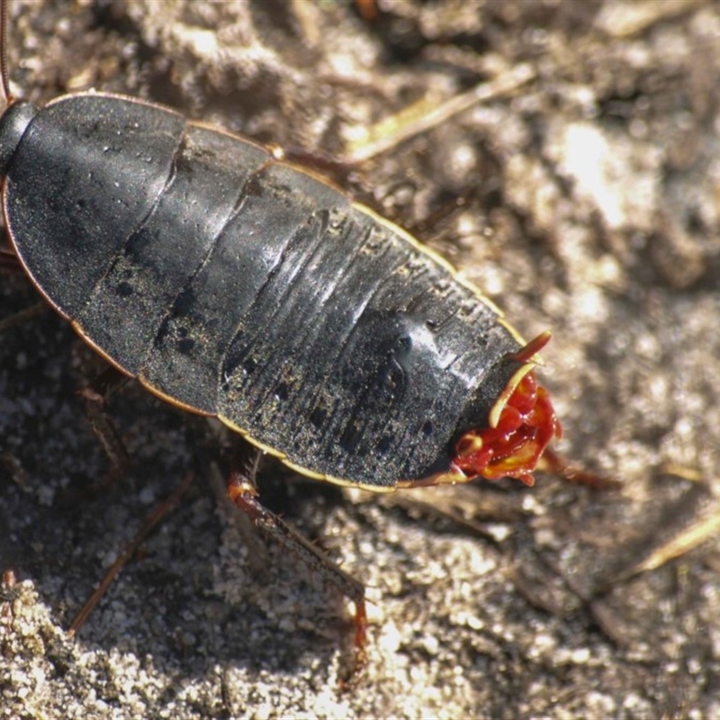 Polyzosteria limbata