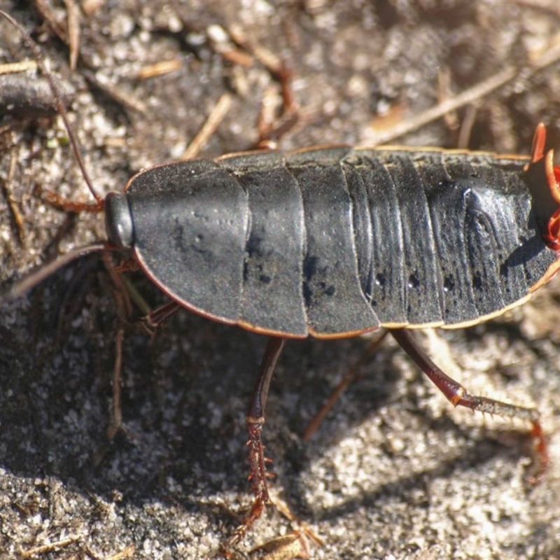 Polyzosteria limbata