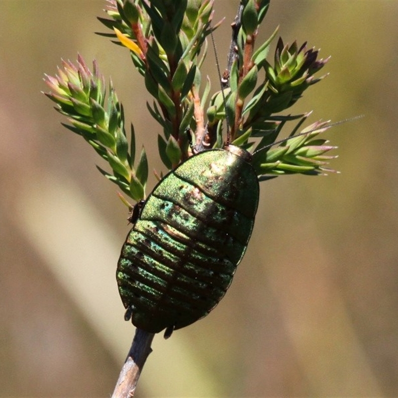 Polyzosteria viridissima