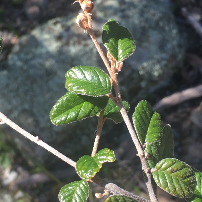 Pomaderris andromedifolia