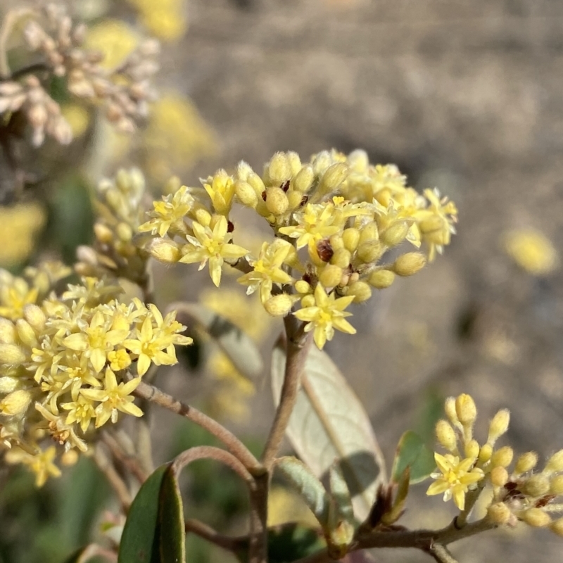 Pomaderris andromedifolia